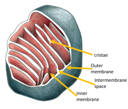 <ul><li><p>A mitochondrion has outer and inner membranes separated by an inter-membrane space.</p></li><li><p>The inner membrane folds into cristae</p></li><li><p>The space enclosed by the inner membrane is the matrix.</p></li><li><p>The major function of mitochondria is to produce ATP through oxidation of fuel molecules.</p></li></ul><p></p>