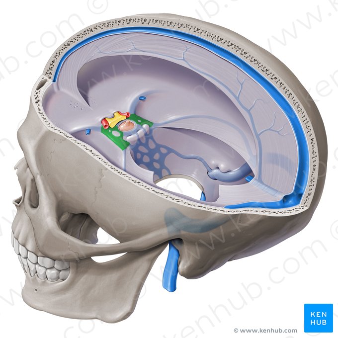 <p>cavernosus szinusz (←v. ophthalmica inferior)</p>