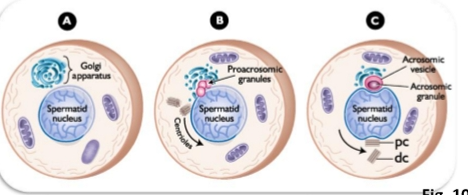 <ul><li><p>Acrosome vesicles forms</p></li><li><p>Golgi saccules come together and coalesce </p></li></ul><p></p><p><span><strong>Key Events</strong></span></p><ul><li><p><span>Round spermatid with:</span></p><ul><li><p><span>Nucleus</span></p></li><li><p><span>Mitochondria</span></p></li><li><p><span>Organelles</span></p></li><li><p><span><strong>Large Golgi apparatus</strong></span></p></li></ul></li></ul><p><span><strong>Main Transformation</strong></span></p><ul><li><p><span><strong>Golgi forms the acrosome.</strong></span></p></li><li><p><span>Acrosome = vesicle filled with <strong>digestive enzymes</strong> needed for fertilization.</span></p></li></ul><p><span><strong>What to memorize</strong></span></p><ul><li><p><span><strong>Acrosome originates from the Golgi.</strong></span></p></li><li><p><span>This is the defining event of the Golgi phase.</span></p></li></ul><p></p>
