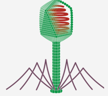 <p><span>Name the type of capsid that certain viruses have based on the structure:</span></p>