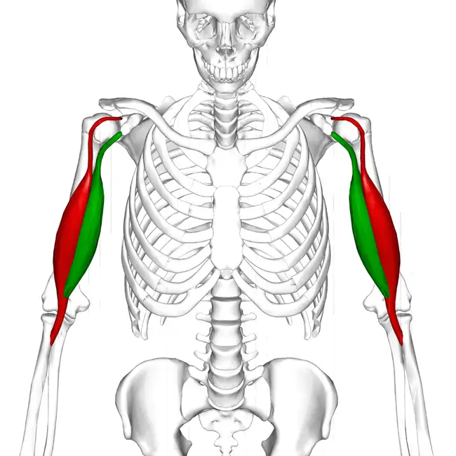 <p>(green)</p>