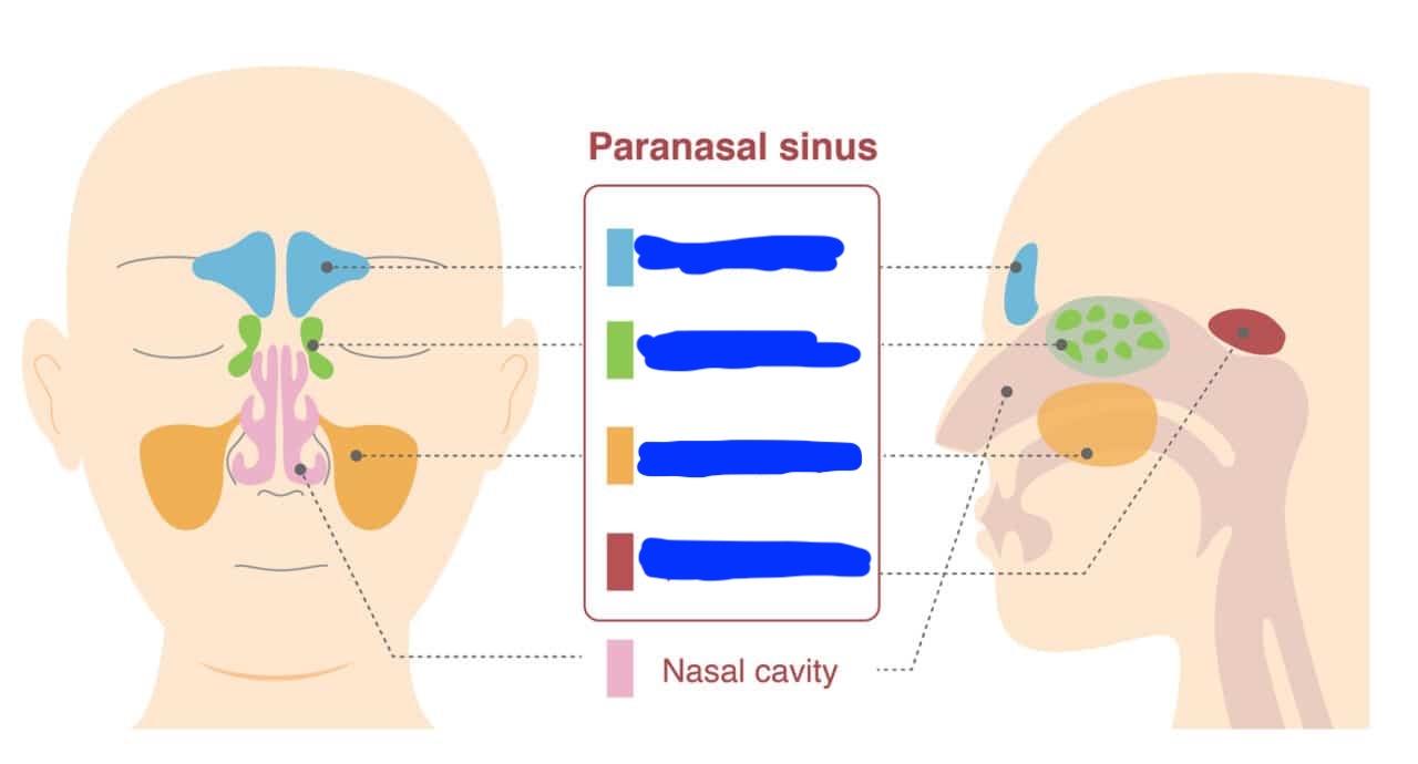 <p>Label each paranasal sinus</p>