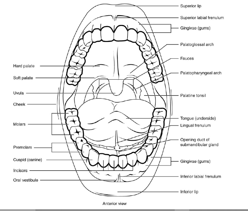<p>parts of the mouth</p>