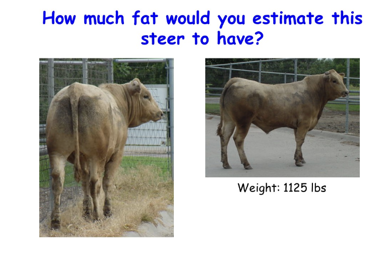 <p>How much fat would you estimate this steer to have?</p>