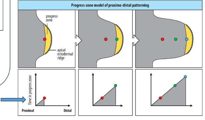 <p>Progress-Zone Model </p>