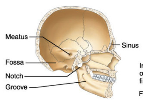 <p>Shallow basinlike depression in a bone, often serving as an articular surface</p>