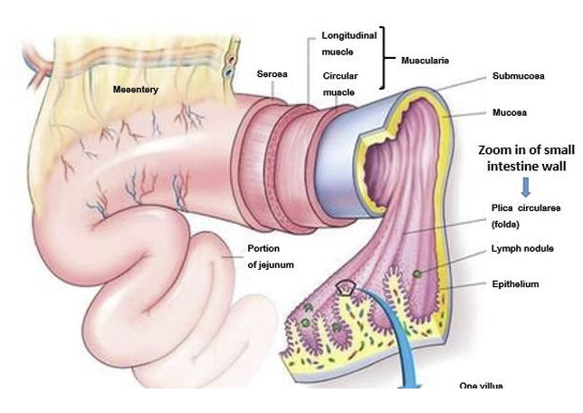 <ul><li><p>Outermost layer of the GI tract that corresponds to the visceral peritoneum; composed of connective tissue covered by simple squamous epithelium (providing smooth outer surface)</p></li><li><p>The serosa reduces friction between digestion organs and surrounding structures allowing them to slide smoothly within abdominal cavity</p></li><li><p>In certain regions the serosa is continuous with mesenteries which are folds of connective tissues that anchor the intestines to the abdominal wall and internal organs</p></li></ul><p></p>