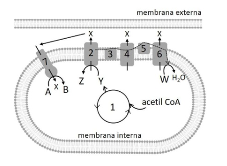 <ul><li><p>Según la imagen: a) Identifique el proceso <strong>1</strong>, el conjunto <strong>2-6</strong>, las moléculas <strong>Y</strong> y <strong>W</strong>, y el orgánulo.</p></li></ul><p></p>