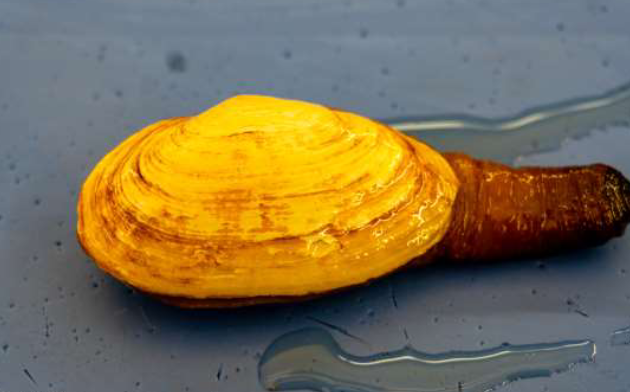 <p>Phylum &amp; name?</p>