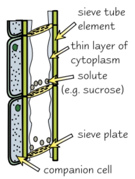 <ul><li><p>contains sieve tube elements and companion cells</p></li><li><p>sieve tube elements - living cells that form the tube for transporting solutes and have no nucleus and few organelles</p></li><li><p>there’s therefore a companion cell for each sieve tube element - they carry out living functions for sieve cells.</p></li></ul><p></p>