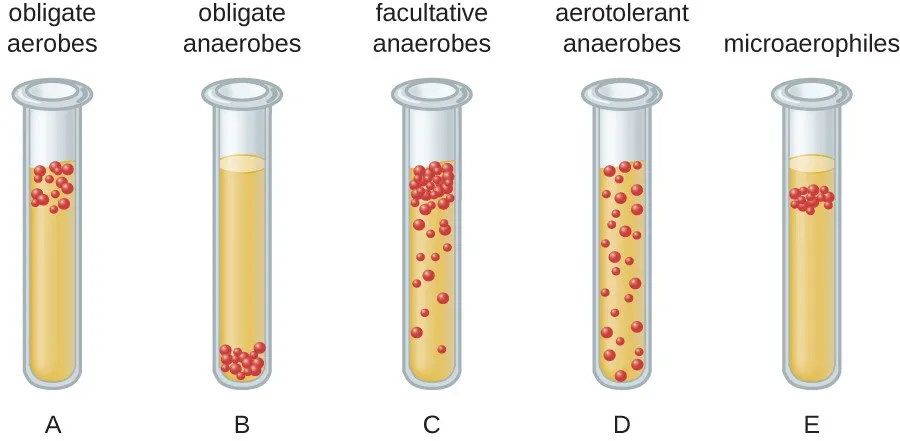 <p>grow only when oxygen is present at a very specific quantity or in a very small amount</p>