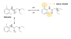 <p>- It allows the nitrogen's lone pair to delocalise into the carbonyl and aromatic ring, creating a more stable electronic structure.</p><p>- This improves binding affinity to sodium channels, enhances potency, and contributes to a longer duration of action.</p><p>- Also methyl groups on aromatic provide a steric clash to amidase enzymes.</p>