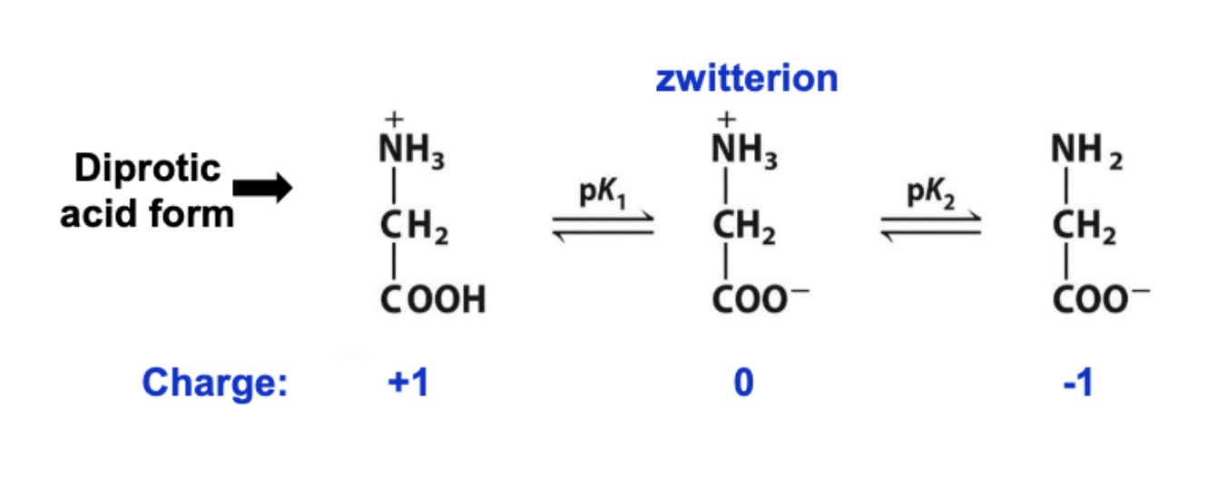<p>dipolar ions acts as acid or base</p><p>at neurtral pH → aa are present as zwitterions</p><p>pk1 = dissociate of H+ from carboxylic acid group</p><p>pk2 = amino group</p><p></p>