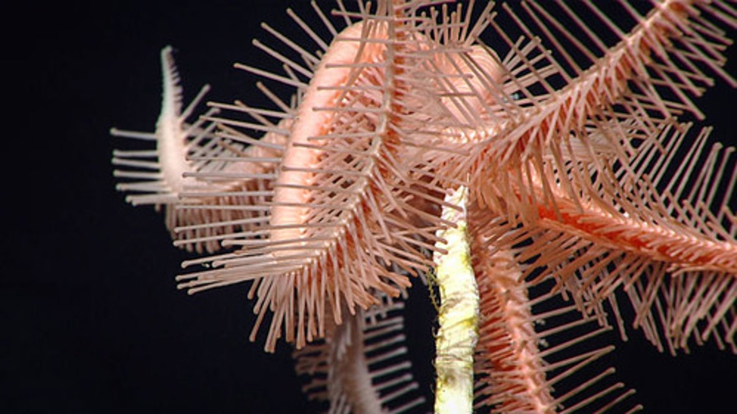 <p>A Brisingid starfish's diet includes small amphipods, crustaceans and these.</p>