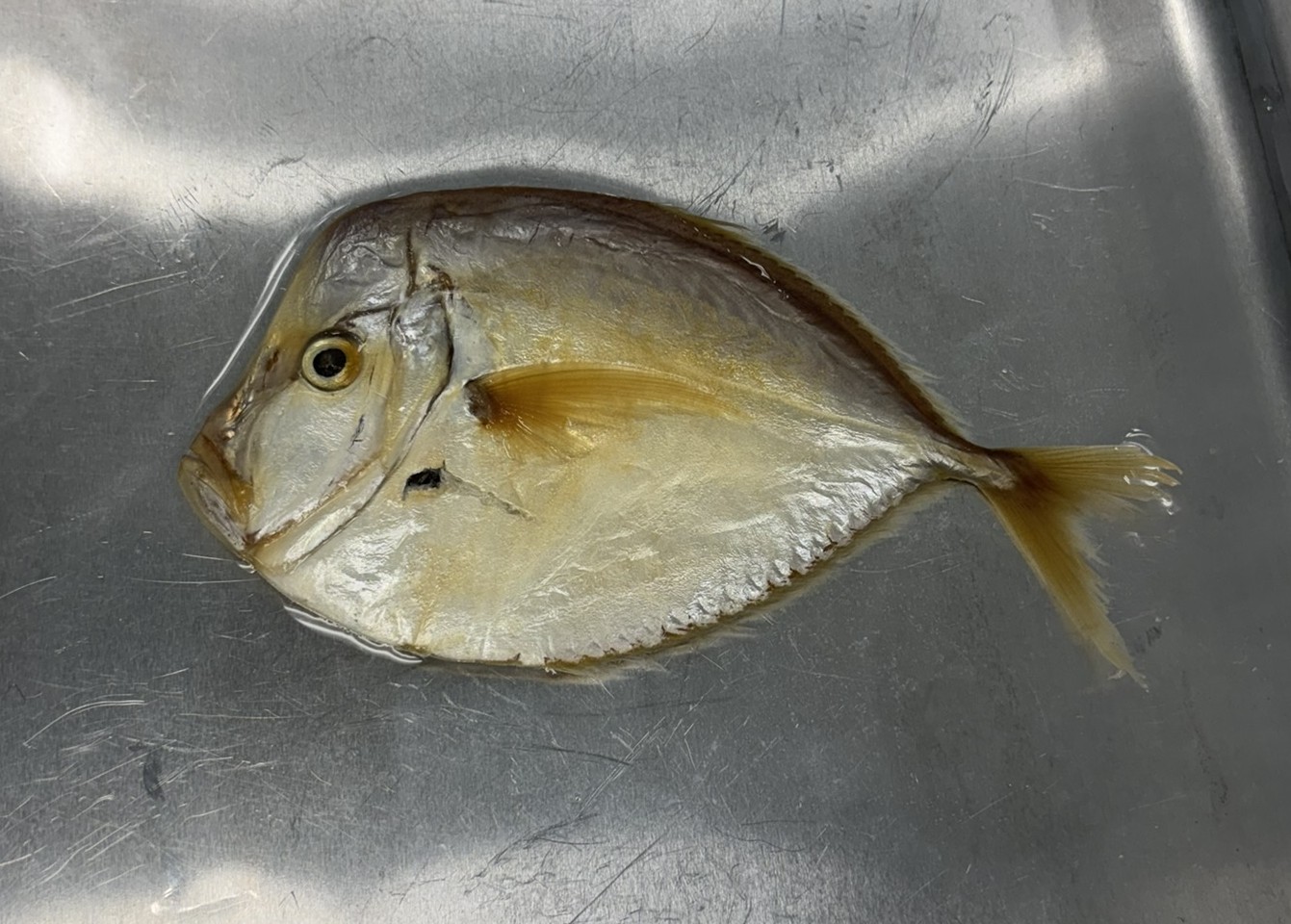 <p>Family Carangidae (jacks) - <em>Selene setapinnis </em></p>