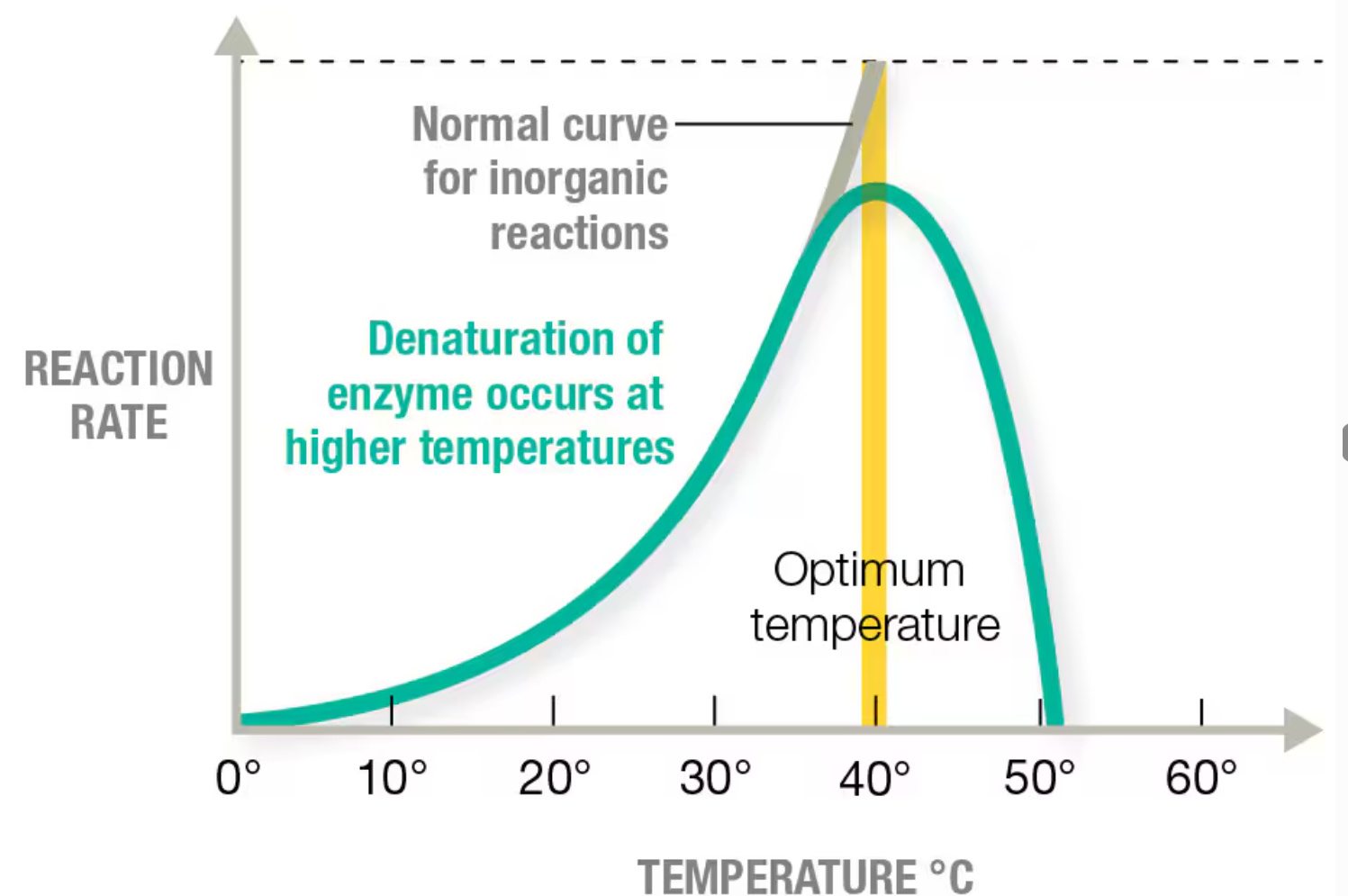<p>Lower temperatures cause cells to grow more slowly</p><p>Higher temperatures cause enzymes to grow faster, but too high a temperature can cause denaturation of the enzyme</p><p></p>