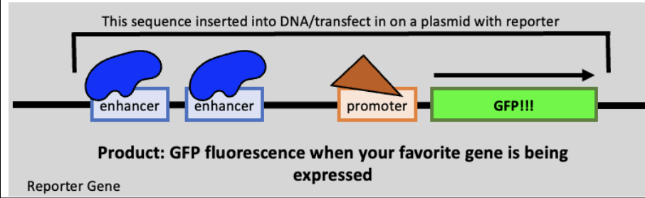 <ul><li><p><span style="background-color: transparent;">Looks at </span>promoter activity<span style="background-color: transparent;"> and allows you to see </span>which cells are expressing certain genes&nbsp;</p></li><li><p><strong>living or fixed</strong> tissues</p></li><li><p><span style="background-color: transparent;">Cells that would be expressing the gene </span>will now be expressing GFP</p></li><li><p>reports <strong>when and where transcription</strong> of the gene happens</p></li><li><p><span style="background-color: transparent;">When you want to </span><strong>track a certain “type” of&nbsp; cell</strong></p></li><li><p><span style="background-color: transparent;">When you want to determine </span>gene expression over time&nbsp;</p></li><li><p>tracks dynamics of upstream signaling</p></li></ul><p></p>