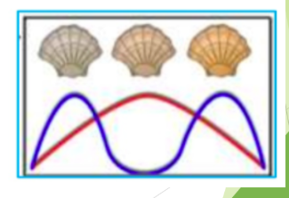 <p>natural selection that favours the extremes of a range of phenotypes rather than the intermediate, resulting in a peak at either end</p><p>Ex. In the ocean, light coloured oysters blend in amongst the rocks. Dark coloured oysters blend into the shadows. Medium coloured oysters do not blend into either backdrop and are easy prey.</p>