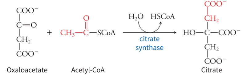 <p>adds an acetyl group to OAA - one of the few enzymes that can synthesize a C-C bond without a metal ion cofactor because the thioester bond provides the energy needed</p>