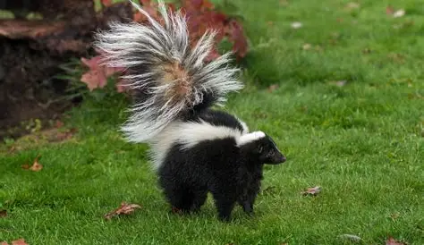 <p>What Mammal is this?</p>