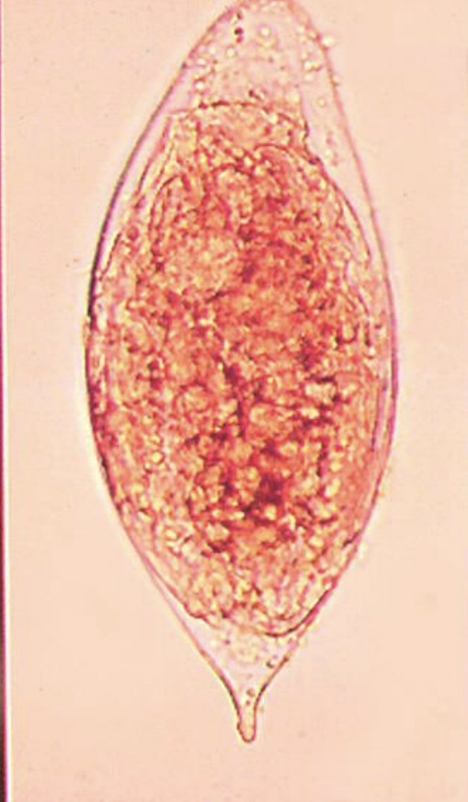 <p>name the species? </p>