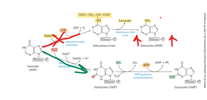 <p>How are the reaction of conveting to AMP from IMP regulated </p>