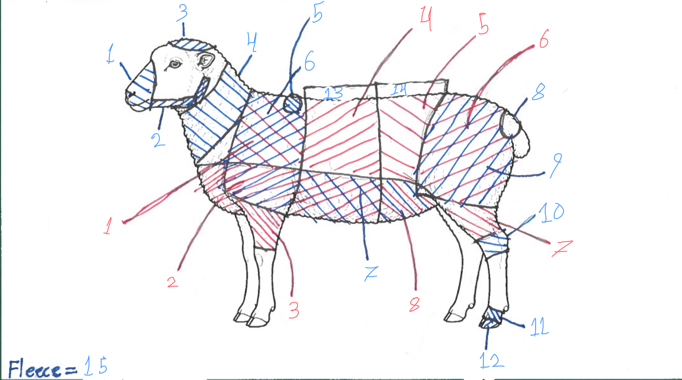 <p>Identify B9</p>