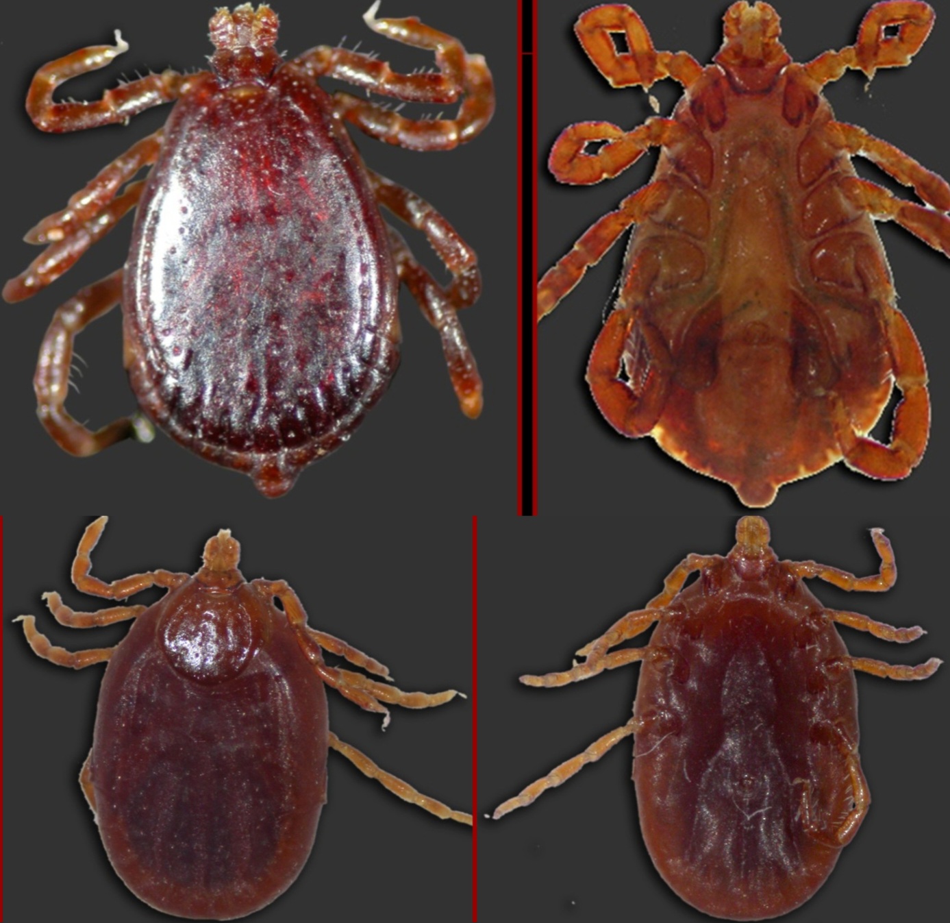 <p>What tick is this?</p>
