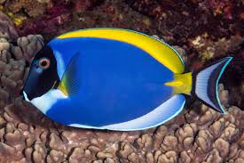 <p>Acanthurus leucosternon</p>