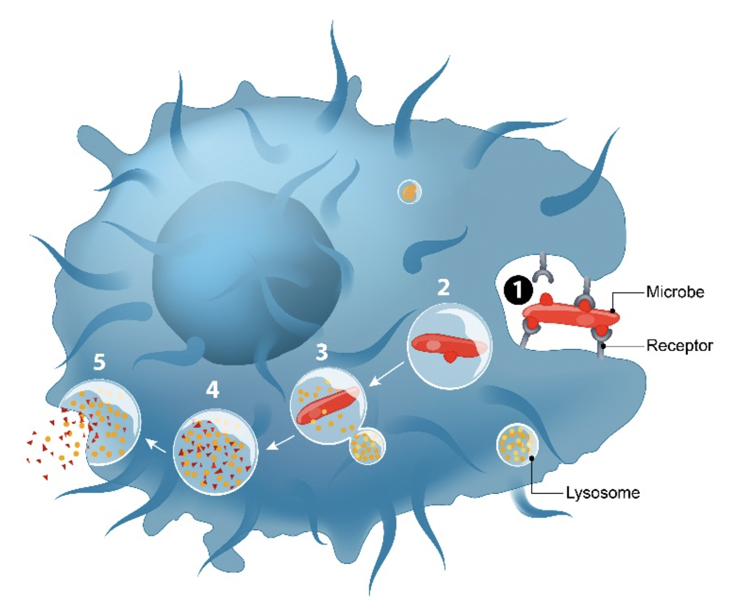 <p>the image shows a cell binding to a microbe, engulfing it into a vesicle, and digesting it after fusion with a lysosome: which type of transport process is described</p>