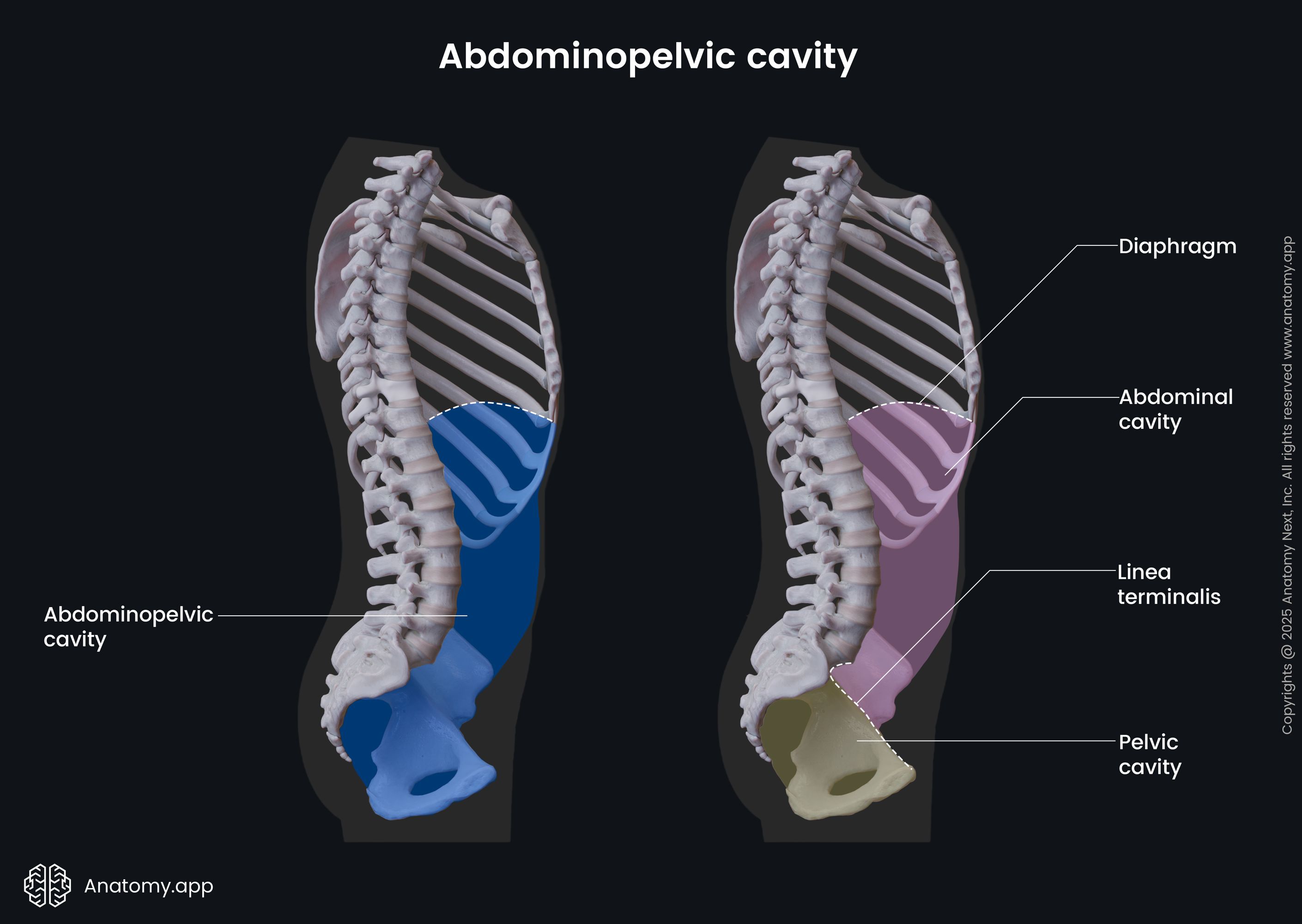 <p>-Abdominal cavity: upper abdominal region</p><p>-Pelvic Cavity: lower pelvic region</p>