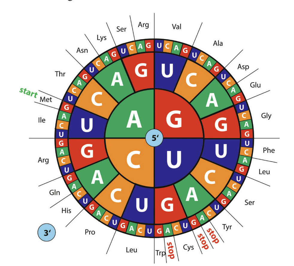 <p><strong>The diagram shows mRNA codons.</strong></p><p class="p1"><strong>The mRNA sequence UGGA ACGUA codes for what amino acid sequence?</strong></p><p class="p1">A. Glycine-Glutamine-Methionine </p><p class="p1">B. Methionine-Glutamine-Glycine</p><p class="p1">C. Threonine-Valine-Histidine</p><p class="p1">D. Tryptophan-Asparagine-Valine</p>