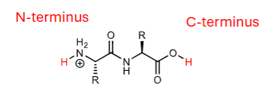 <p>N-terminus pKa?</p>