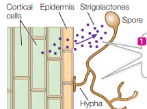 <p>Plant roots produce strigolactones that stimulate rapid growth of fungal hyphae toward the root</p>