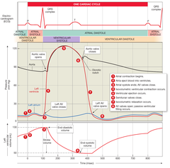 <p>The period between ventricular contractions when the ventricles are repolarizing. Longest phase of the cardiac cycle.</p>