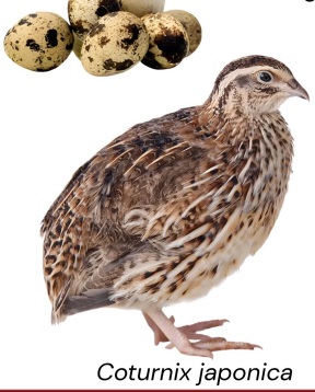 <ul><li><p>dual purpose</p></li><li><p>250-300 eggs</p></li><li><p>200-250 gram at 5-6 weeks</p></li><li><p>Japan</p></li><li><p>Small body size, brown-speckled plumage, early maturity, egg layer, excellent feed efficiency, adaptable to cage and intensive care</p></li></ul><p></p>