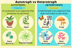<p>Define Autotrophs vs. Heterotrophs.</p>