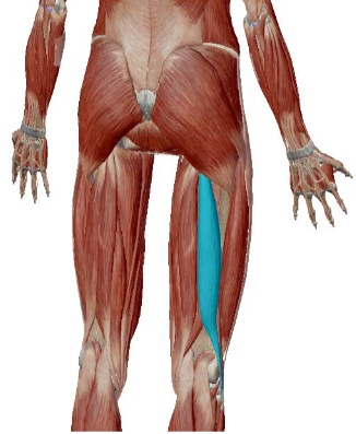 <p>what muscle is this</p>