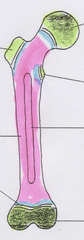<p>Pink</p>