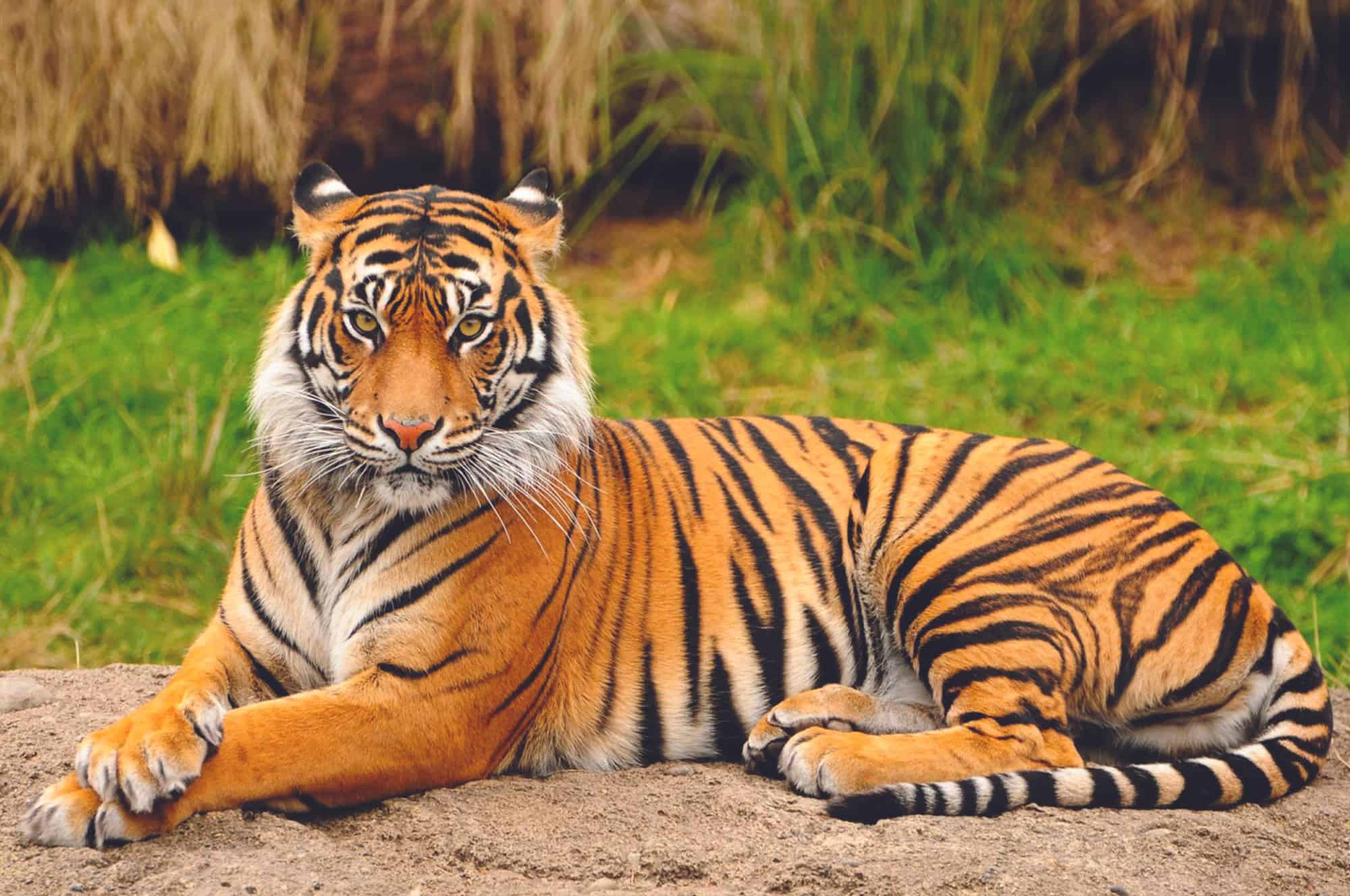 <p>Bengal Tiger</p>