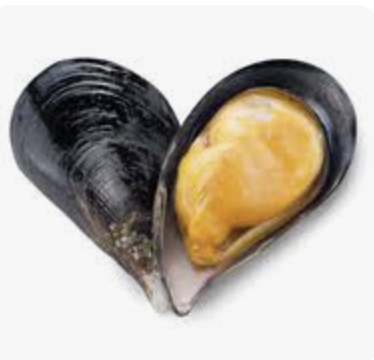 <p><span>a small, bivalve mollusk (shellfish) with two dark, elongated shells that close tightly, typically living in marine</span></p>