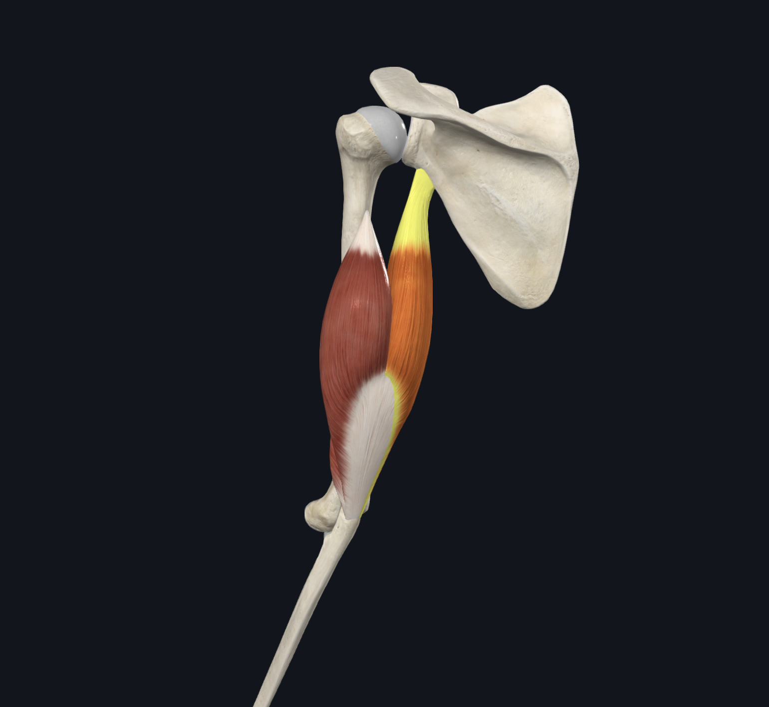 <p>Scapula </p>