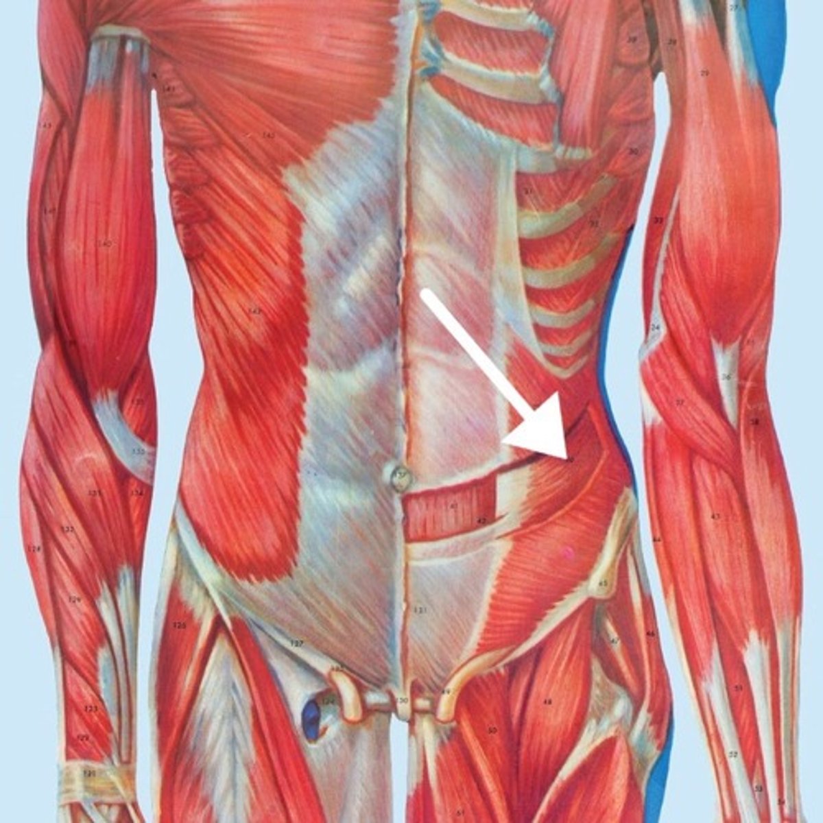<p>What is this muscle?</p>