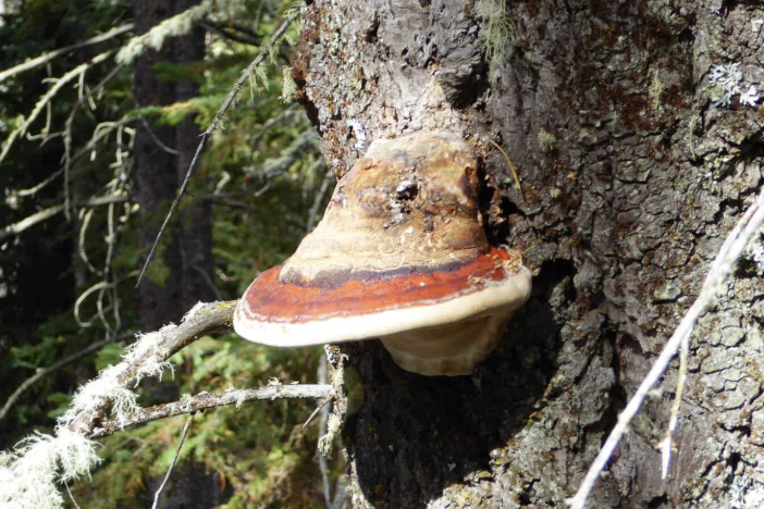 <p>Red-Belted Polypore (<em>Fomitopsis mounceae</em>)</p><p></p>