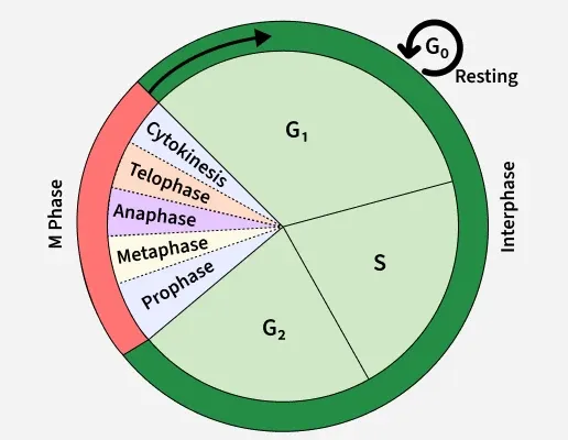 <p>The sequence of events that takeplace during the life of a cell</p><p>These are continuous</p>