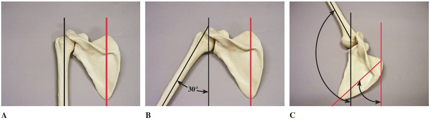 <p>Scapulohumeral Rhythm</p>