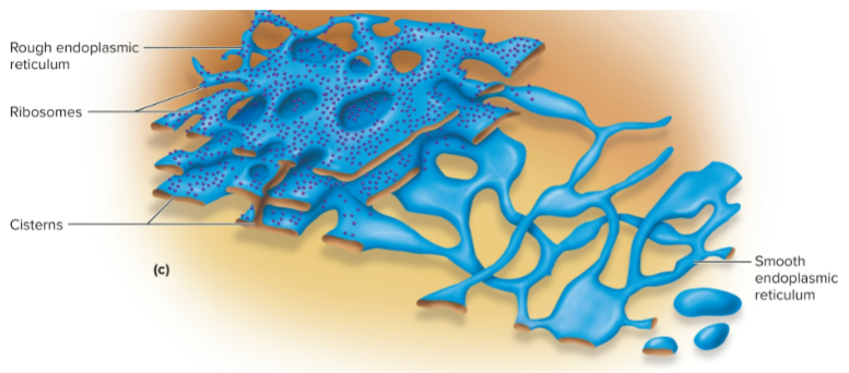<p>network of interconnected membranous channels called cisterns</p>