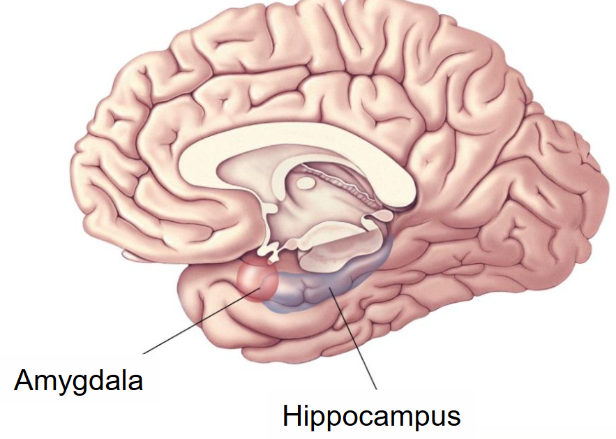 <ul><li><p><strong>Hippocampus</strong> = A cerebral cortex structure that consists of allocortex and plays an important role in memory. </p></li></ul><ul><li><p><strong>Amygdala (aka Amygdaloid body)</strong> = Acts as an interface between limbic system, cerebrum, and sensory organs which plays an important role in processing emotions, especially fear.</p></li></ul><p></p>