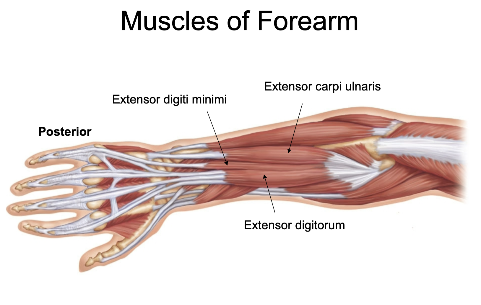 <p>superficial skeletal muscle located in the back of the forearm</p><ul><li><p>muscle a layer above the radialis muscles.. closest to the skin</p></li><li><p>seen posteriorly running on the lateral side of the forearm</p></li></ul><p></p>