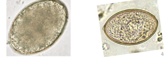 <p>Broad Fish Tapeworm</p><p>Aquatic, 2 host life cycle tapeworm</p><p>Dog/Cat, Bear, other fish-eating mammals</p>
